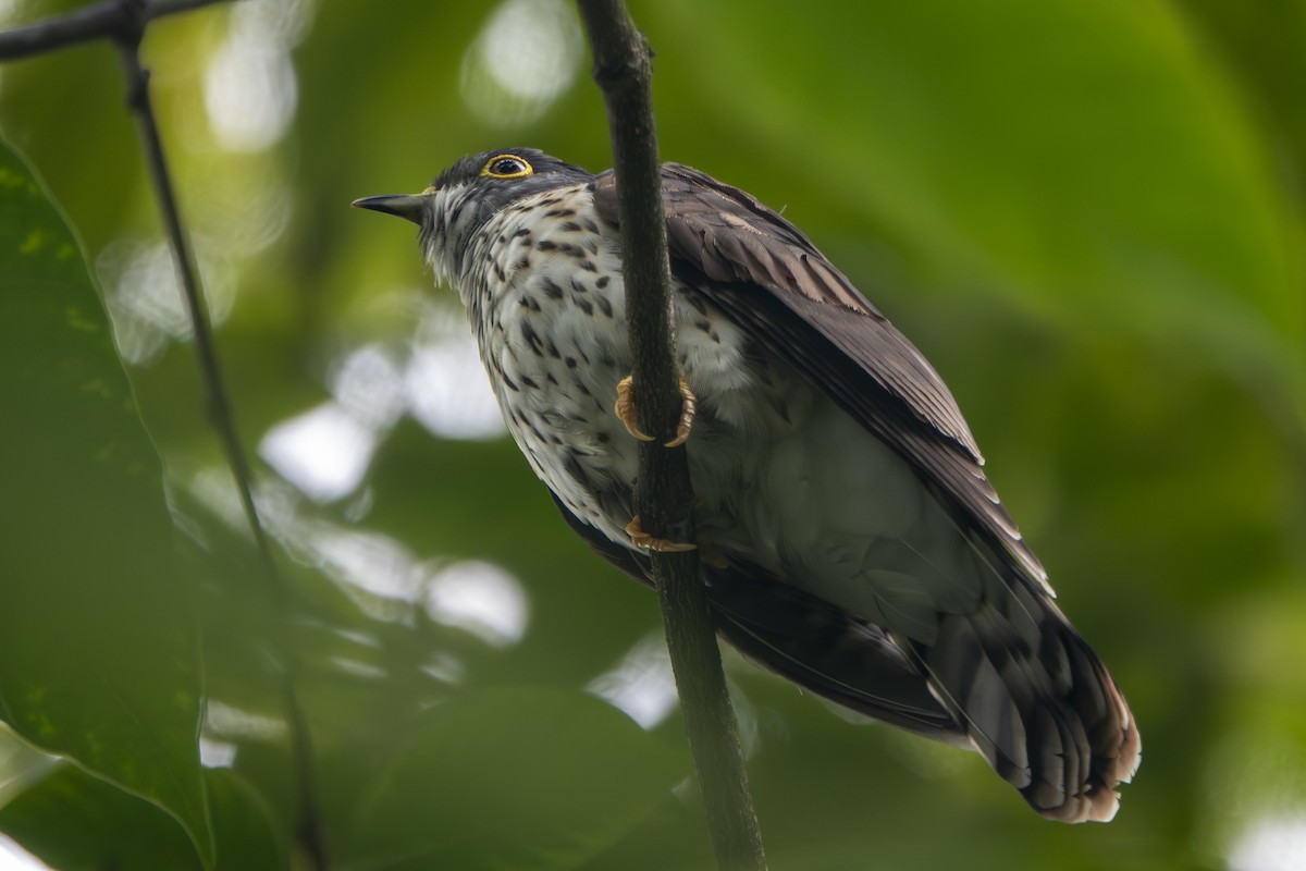 Malaysian Hawk-Cuckoo - ML645894429