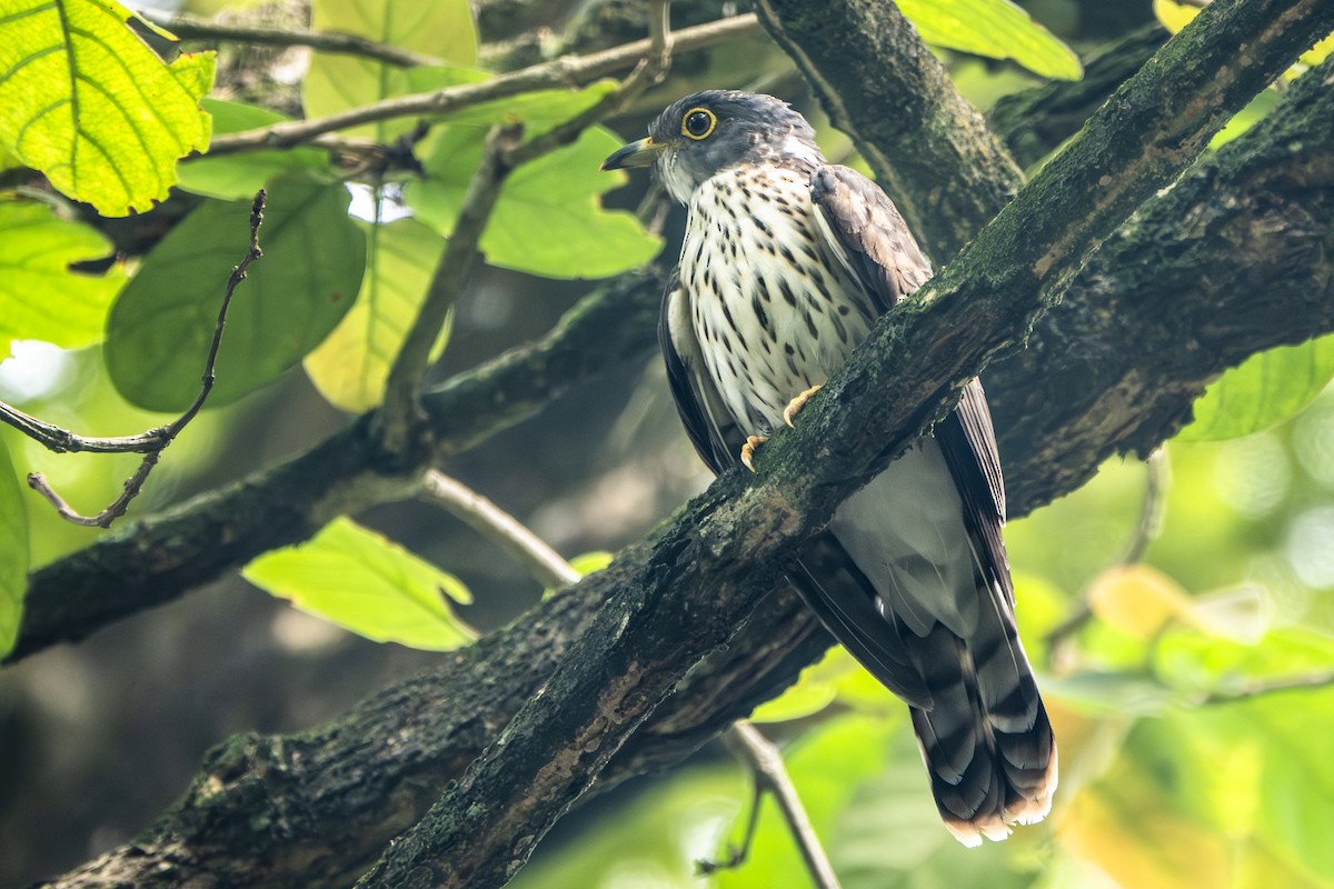 Malaysian Hawk-Cuckoo - ML645894430