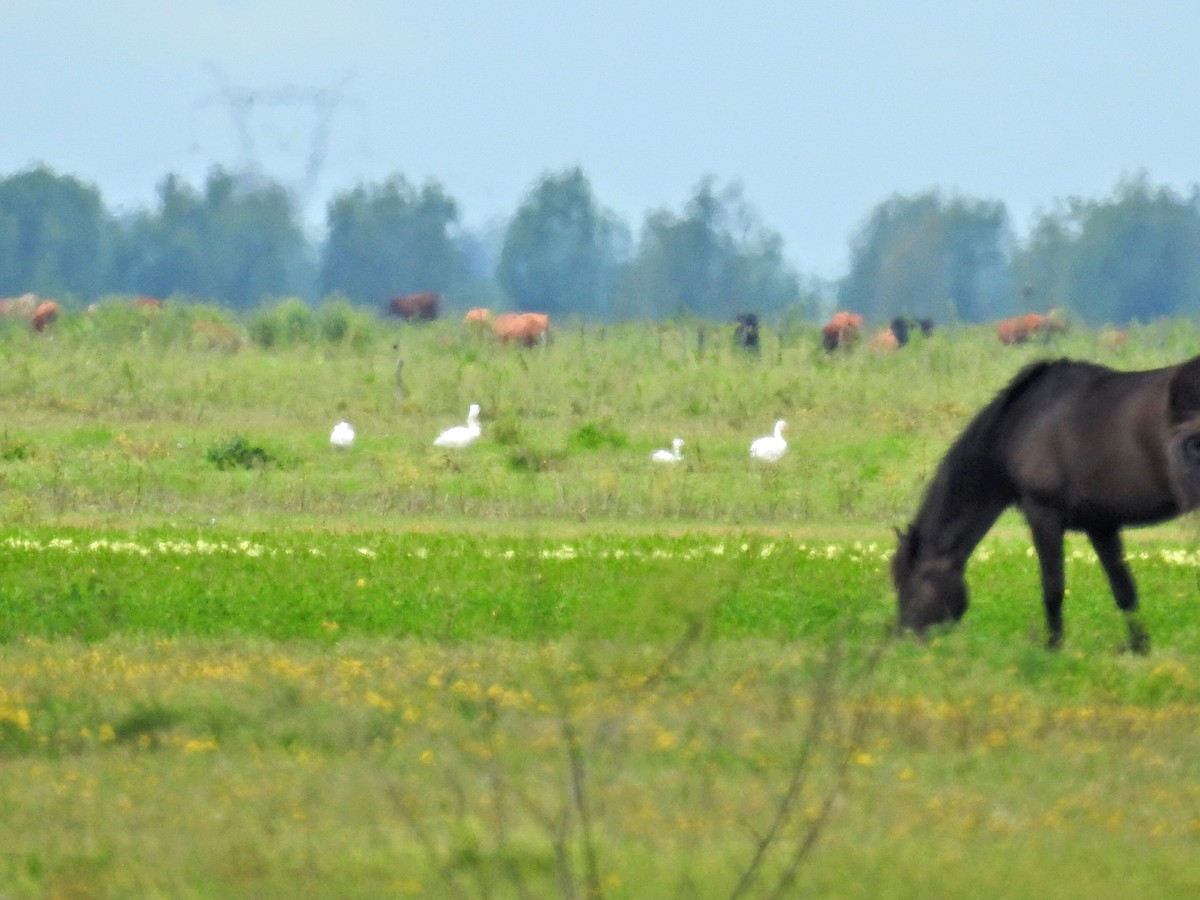 Coscoroba Swan - ML645894432