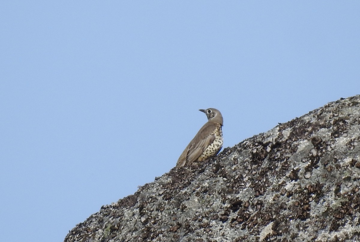 Grive draine - ML645894433