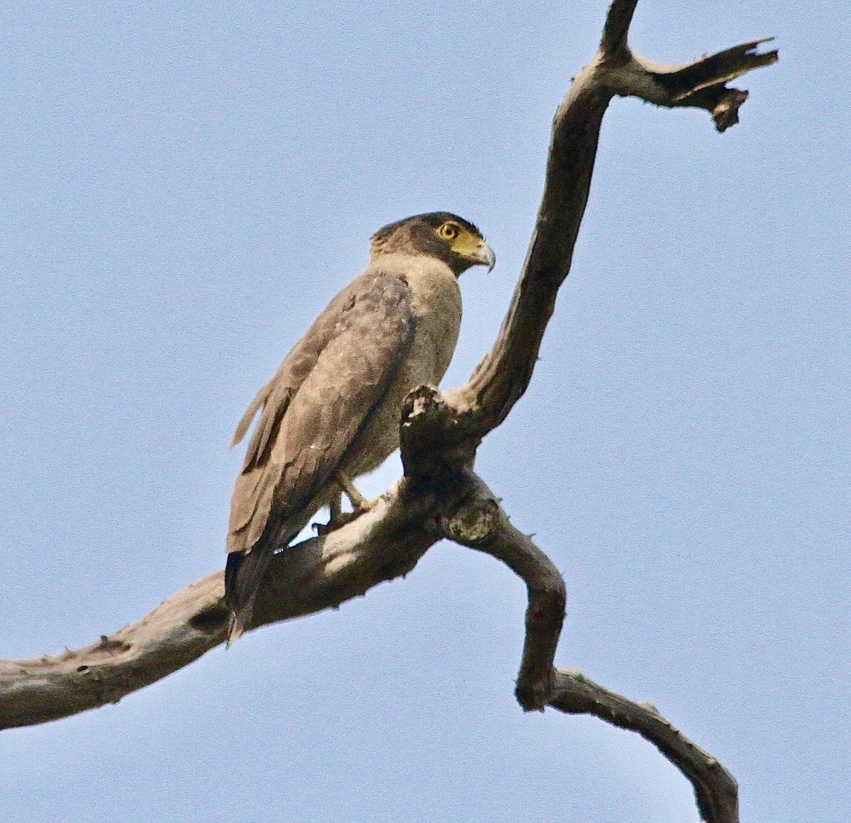 Culebrera Chiíla - ML645894434