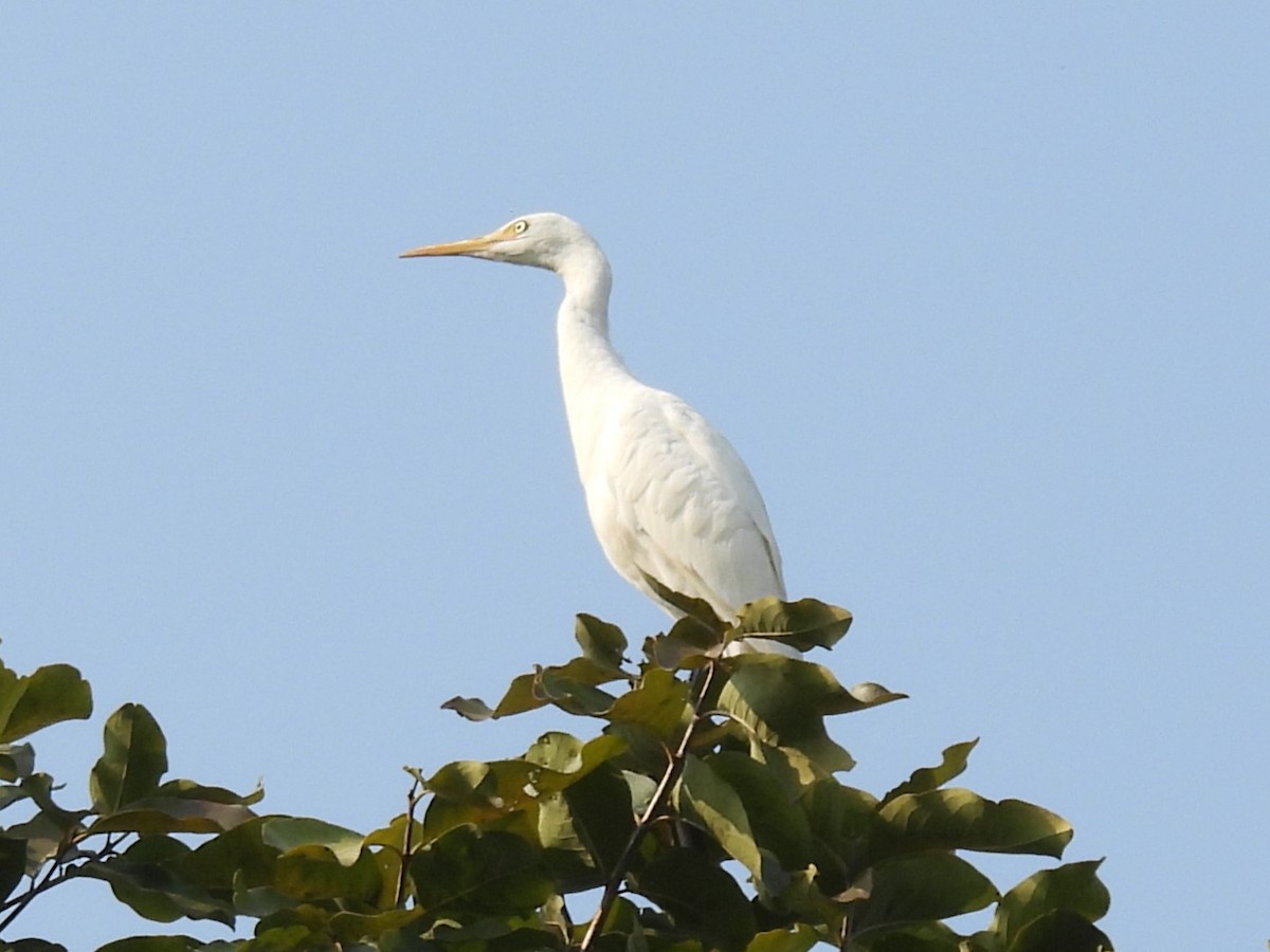 Eastern Cattle-Egret - ML645894436