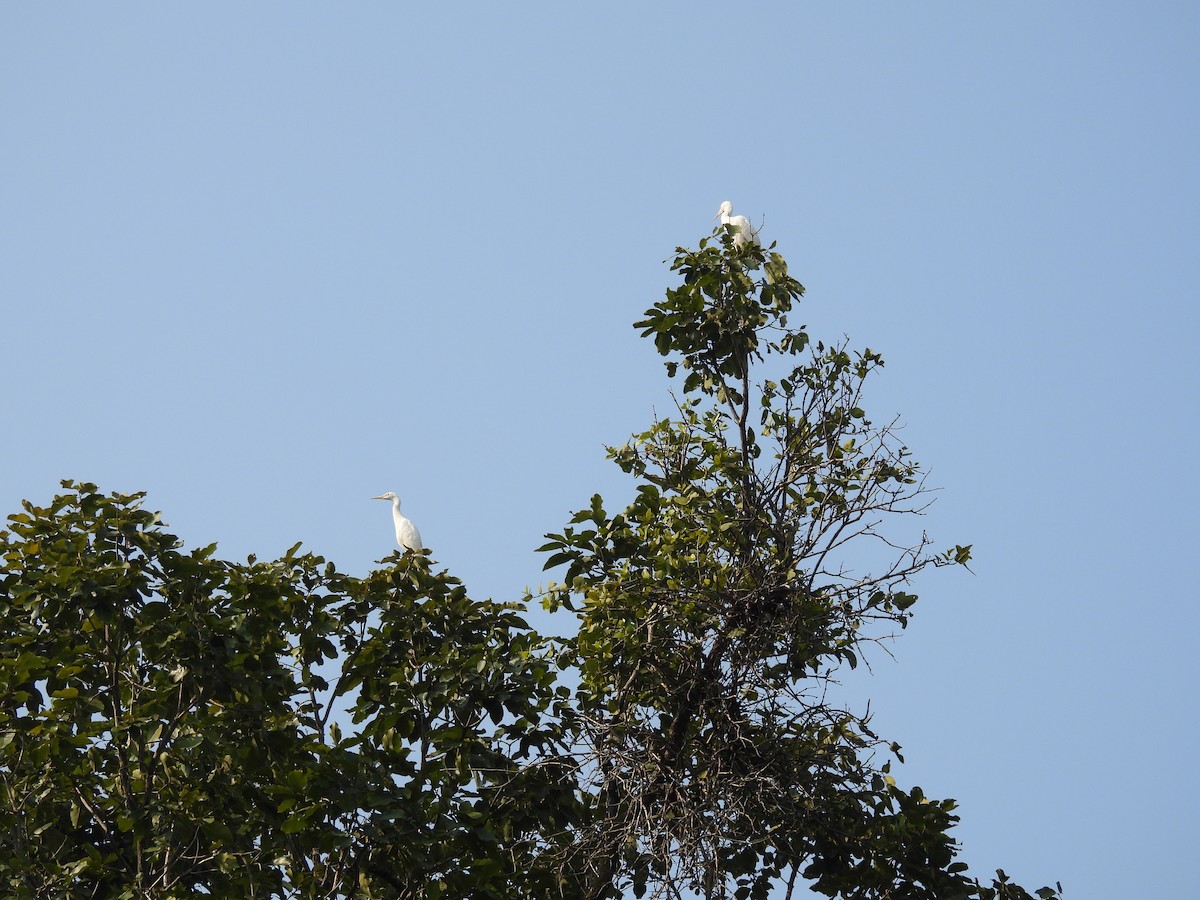 Eastern Cattle-Egret - ML645894437