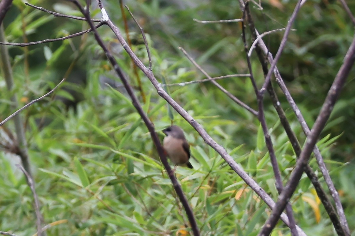 gassermannikin - ML645894439