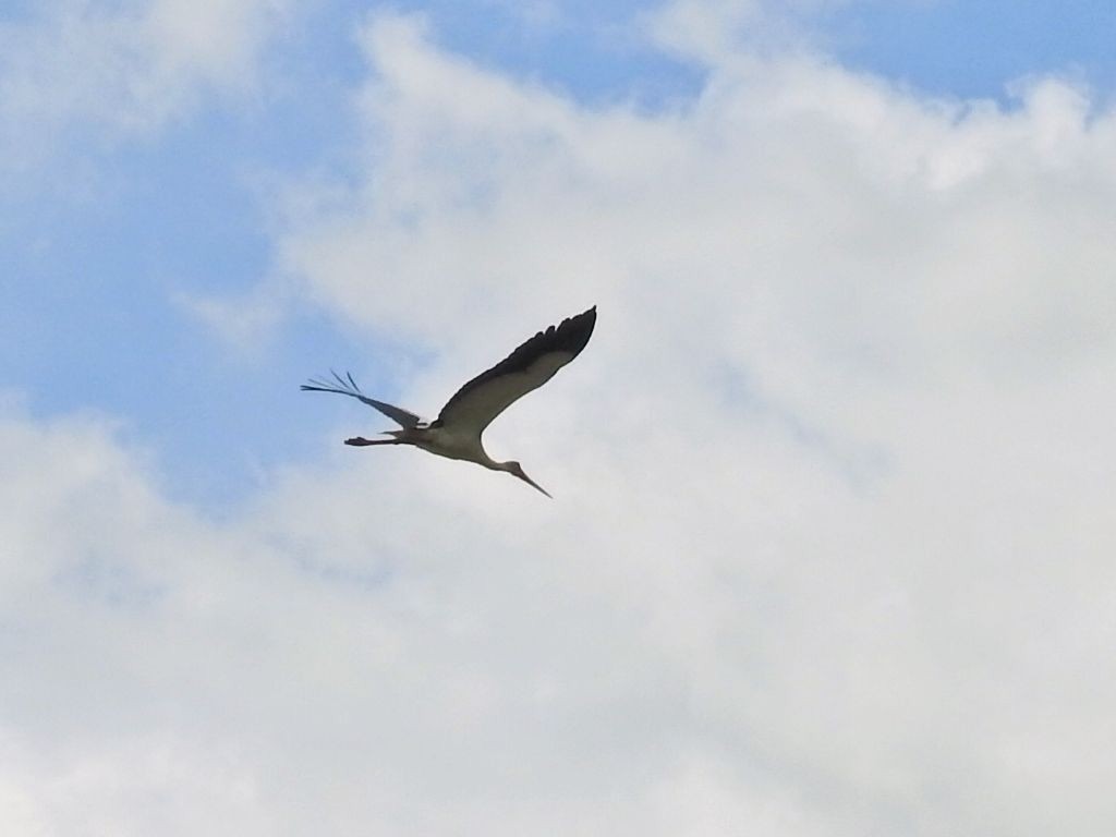 Maguari Stork - ML645894445