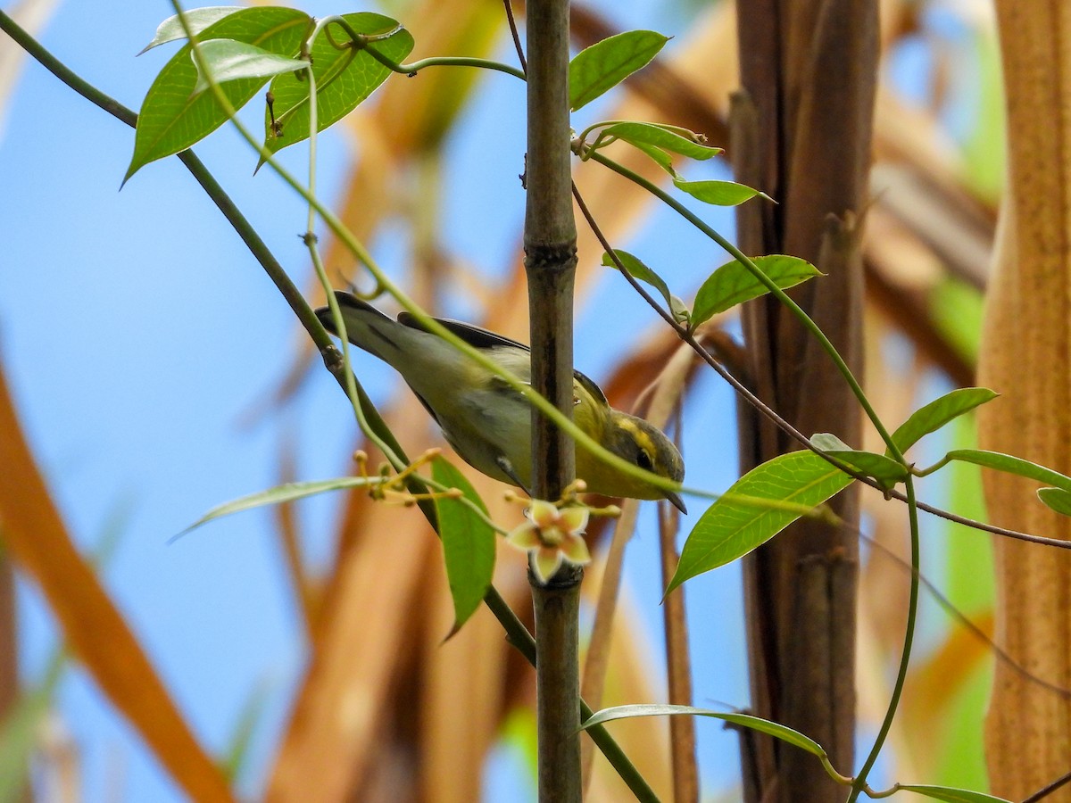 Reinita Gorjinaranja - ML645894462