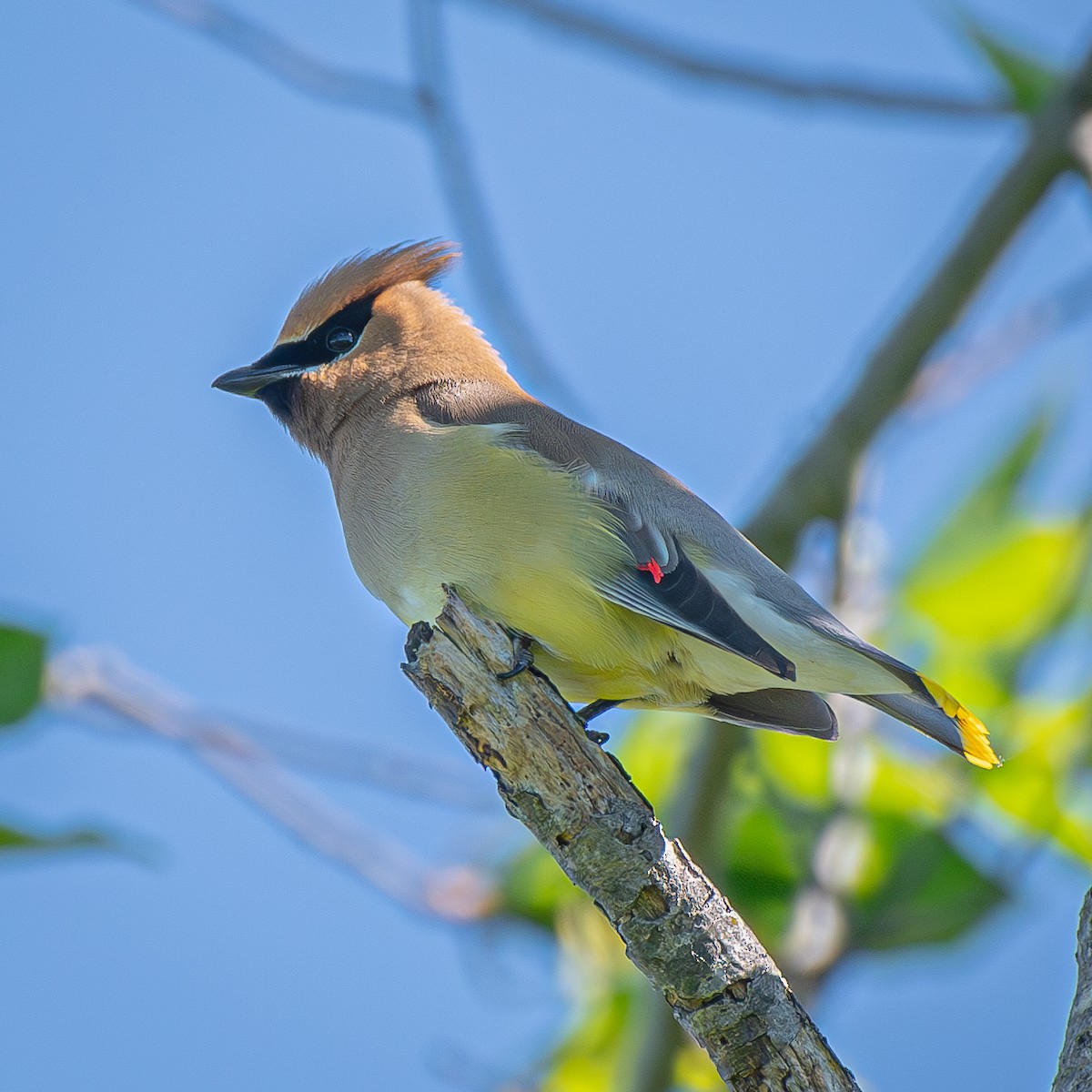 ヒメレンジャク - ML645894469