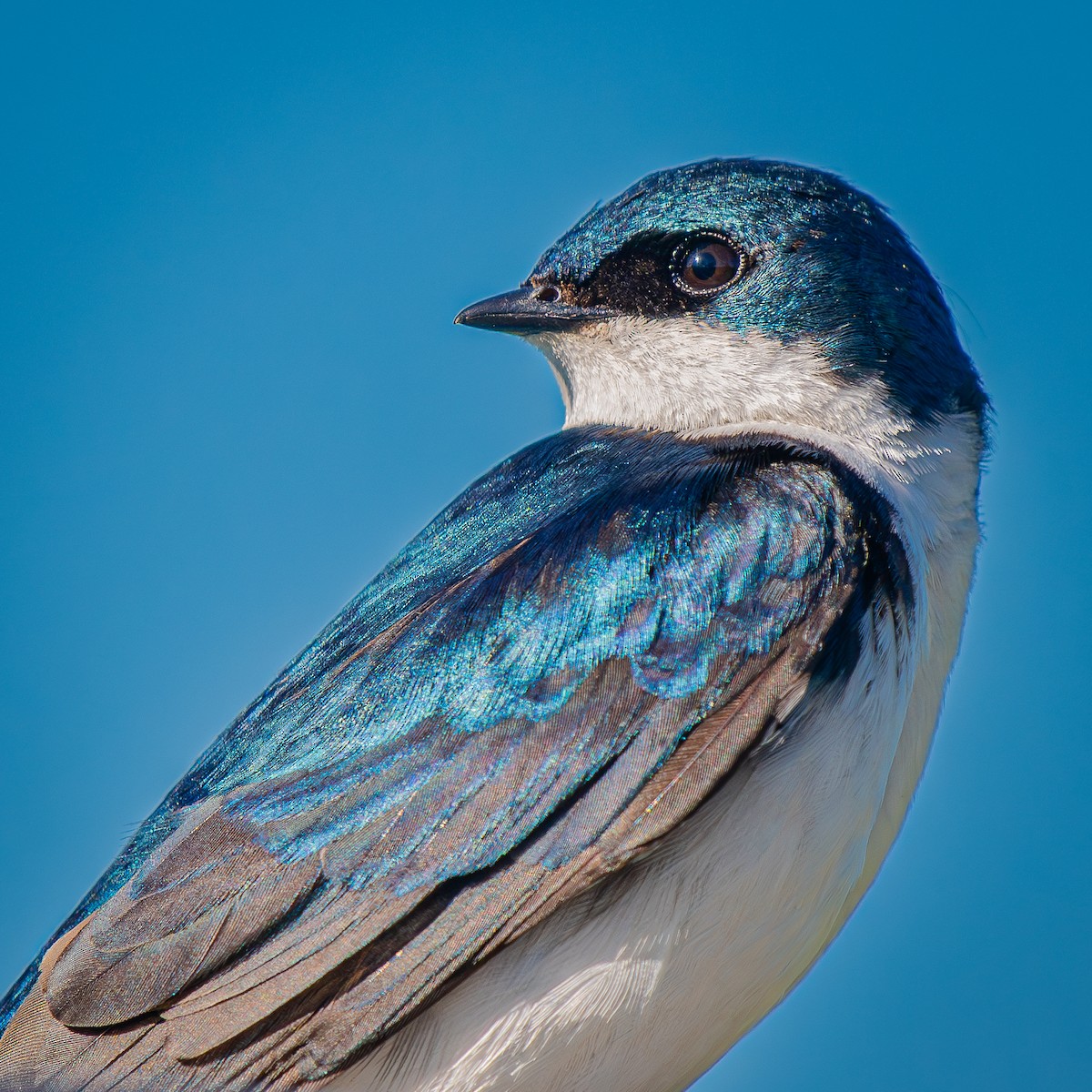 Tree Swallow - ML645894470