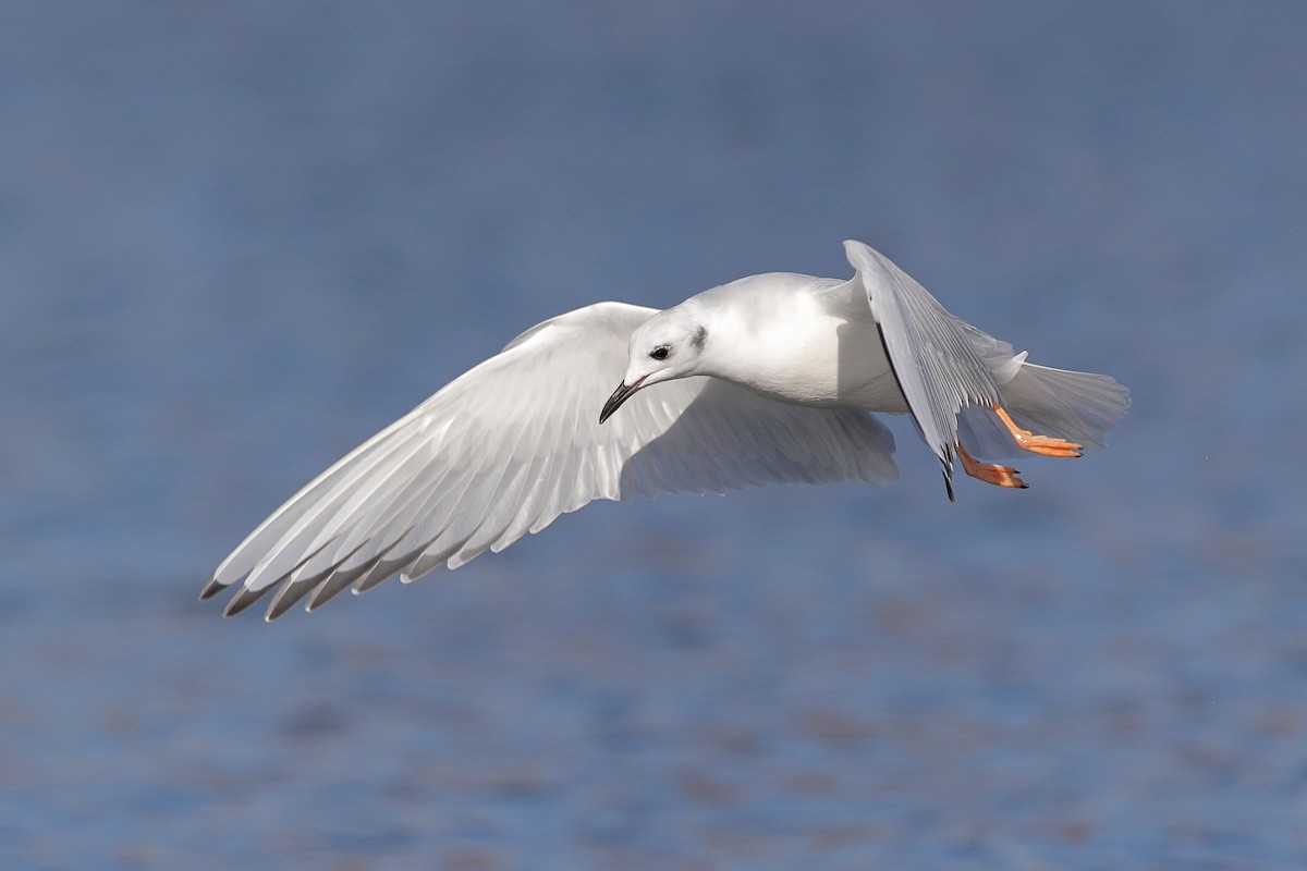 Bonaparte's Gull - ML645894477