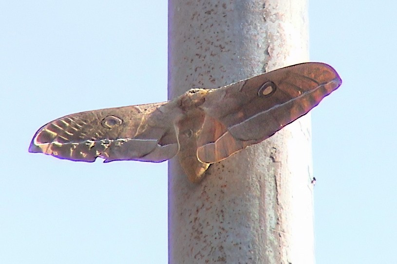 Chinese Tussar Moth - ML645894484