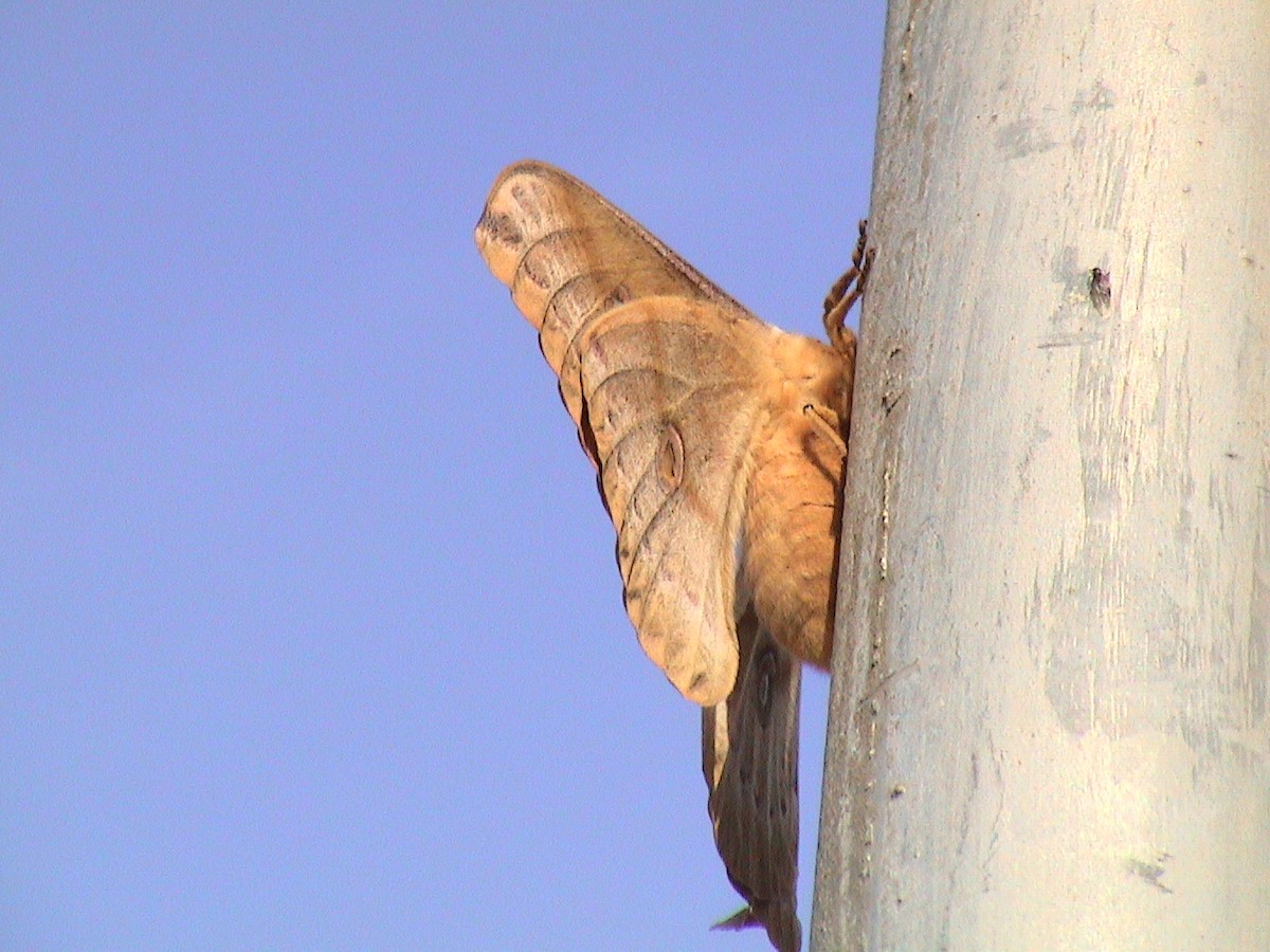 Chinese Tussar Moth - ML645894485