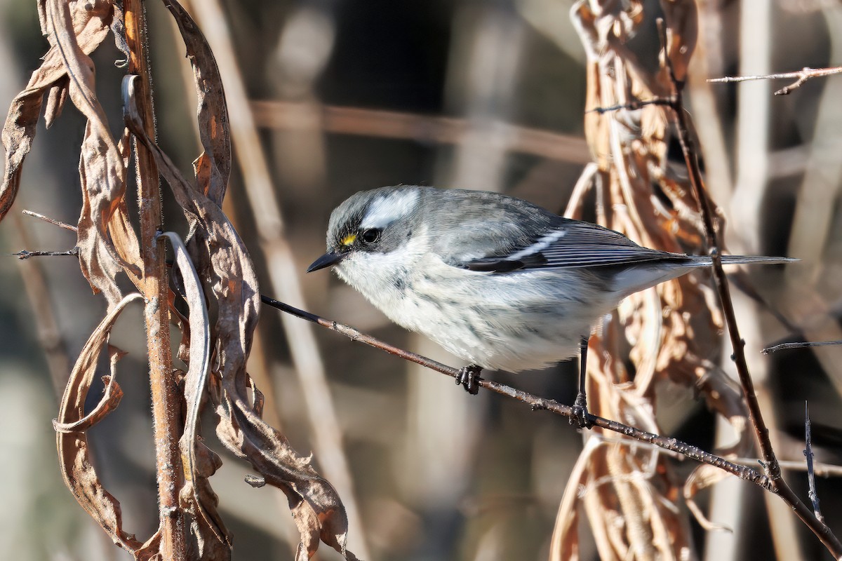 Trauerwaldsänger - ML645894490
