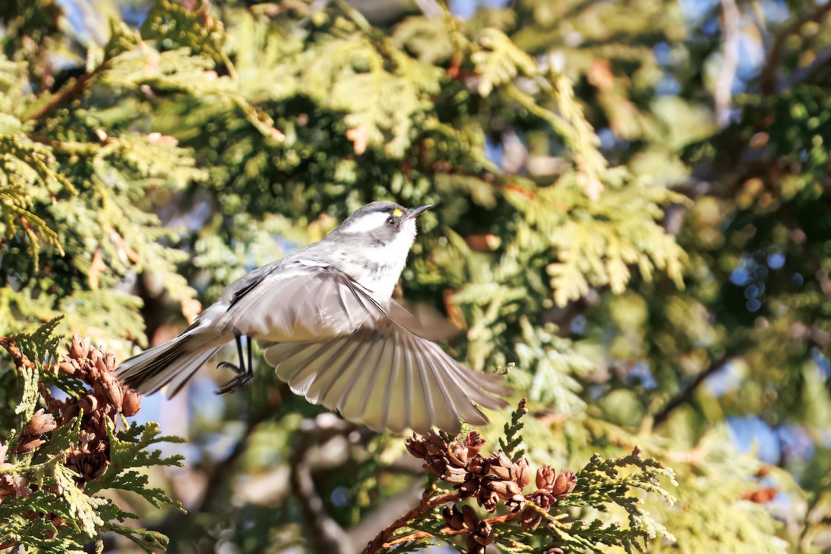 Trauerwaldsänger - ML645894493