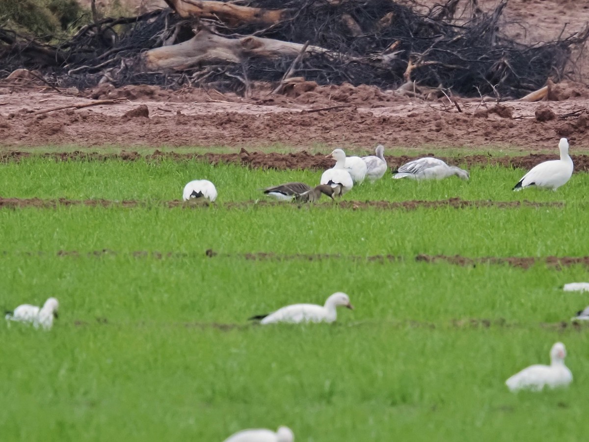 Oca lombardella - ML645894499