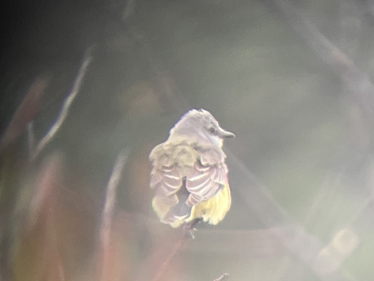 Western Kingbird - ML645894500