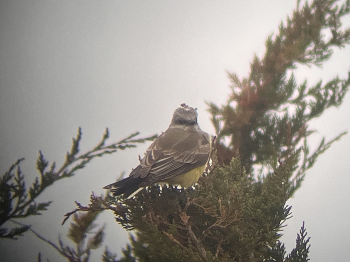 Western Kingbird - ML645894501