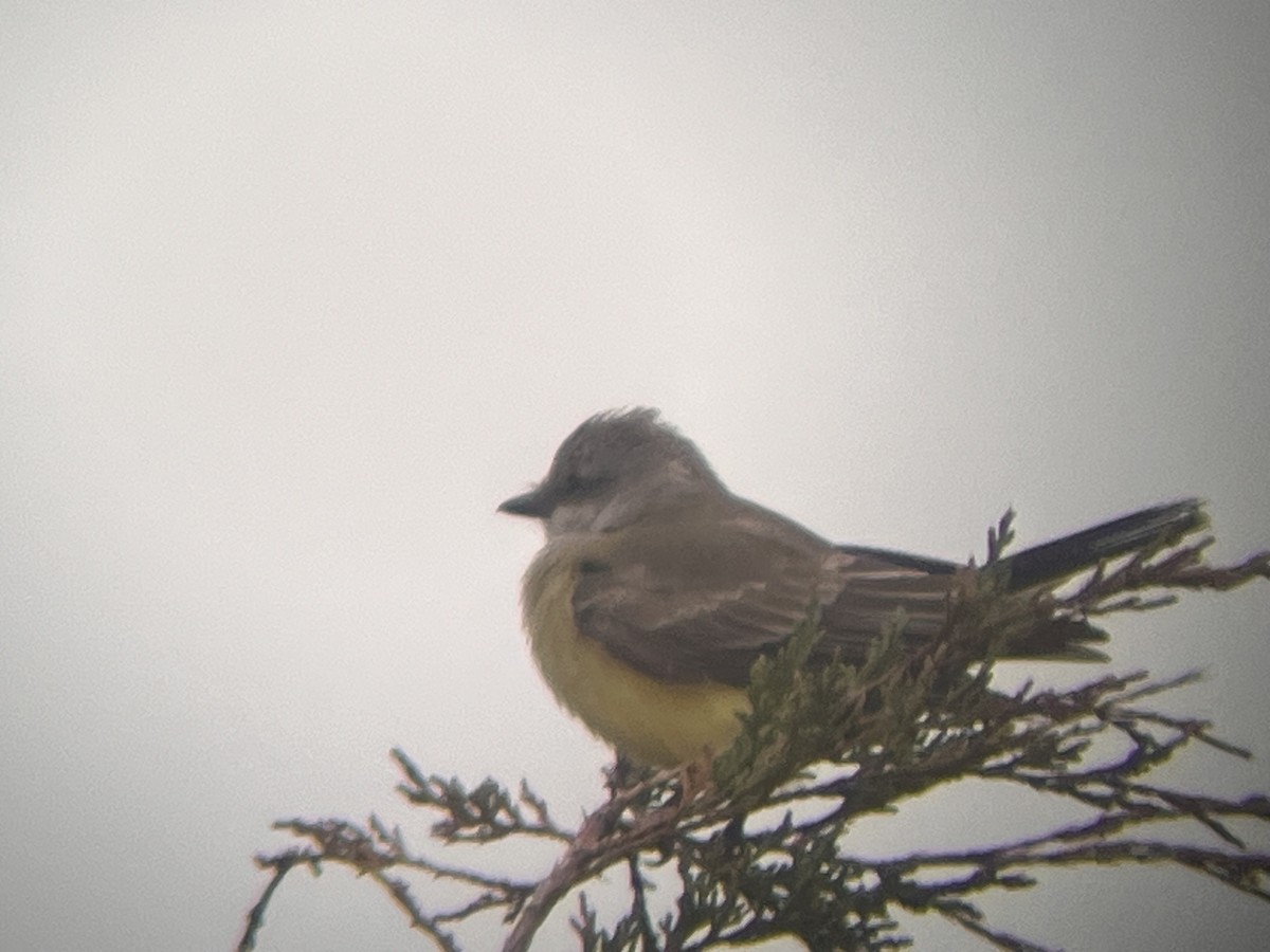 Western Kingbird - ML645894502