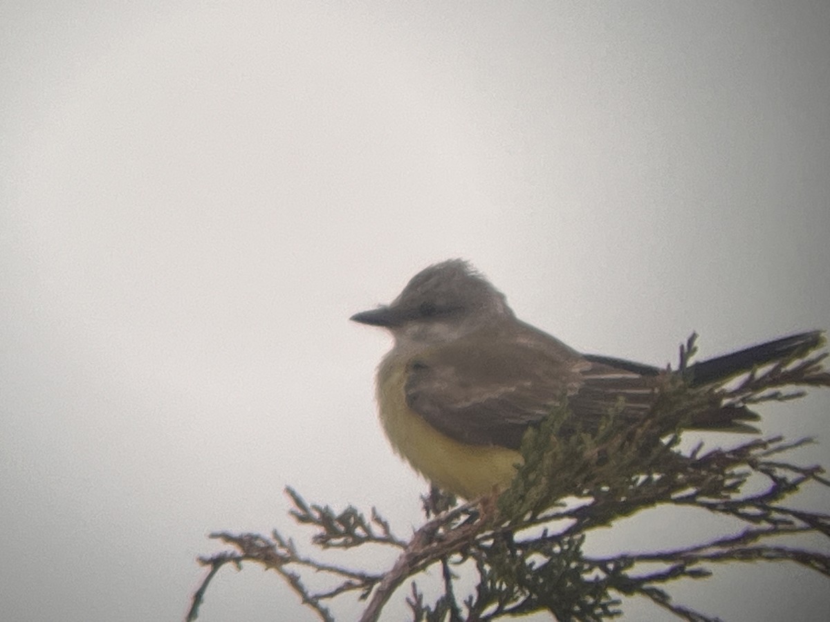 Western Kingbird - ML645894503