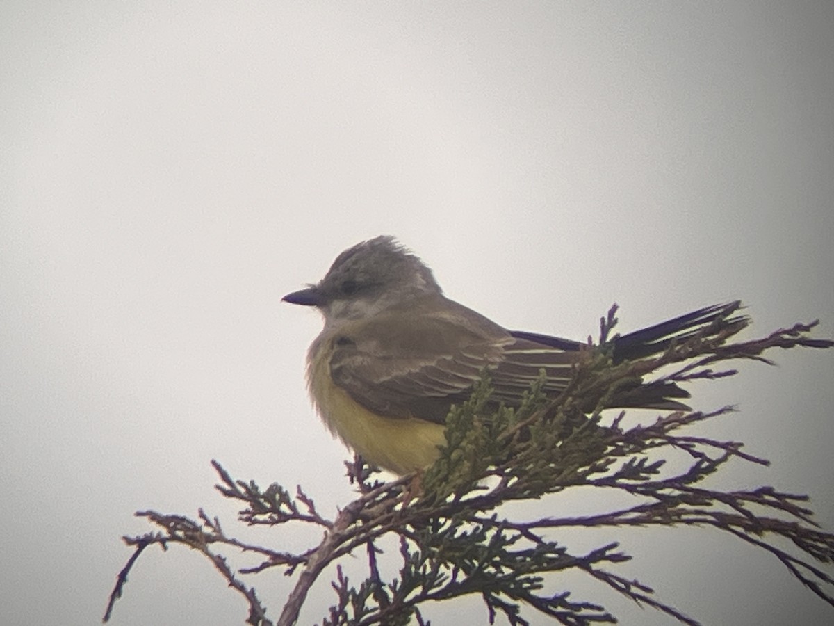 Western Kingbird - ML645894504
