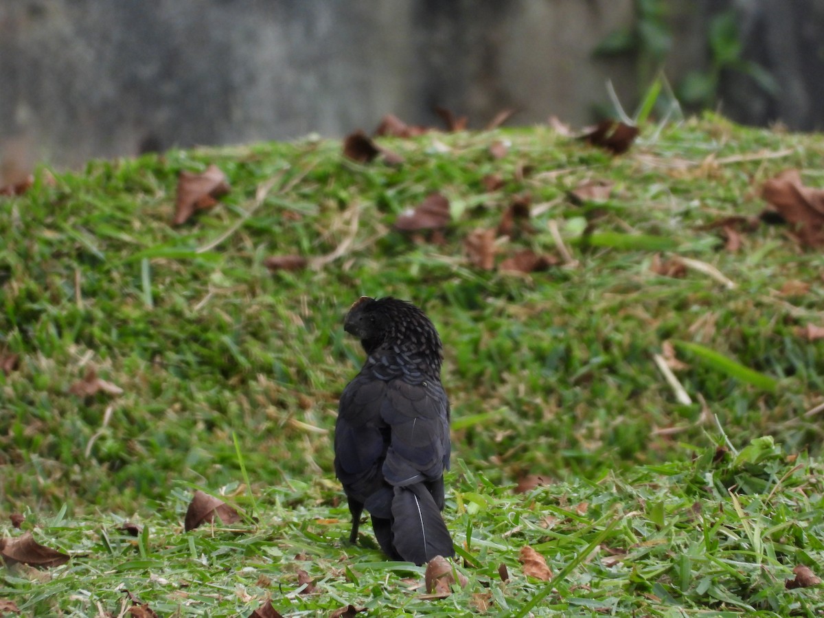 Ані товстодзьобий - ML645894511