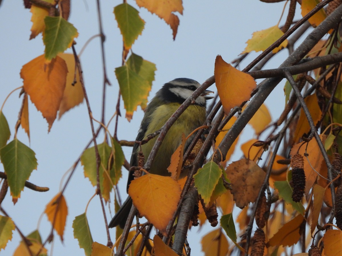 sýkora modřinka - ML645894512