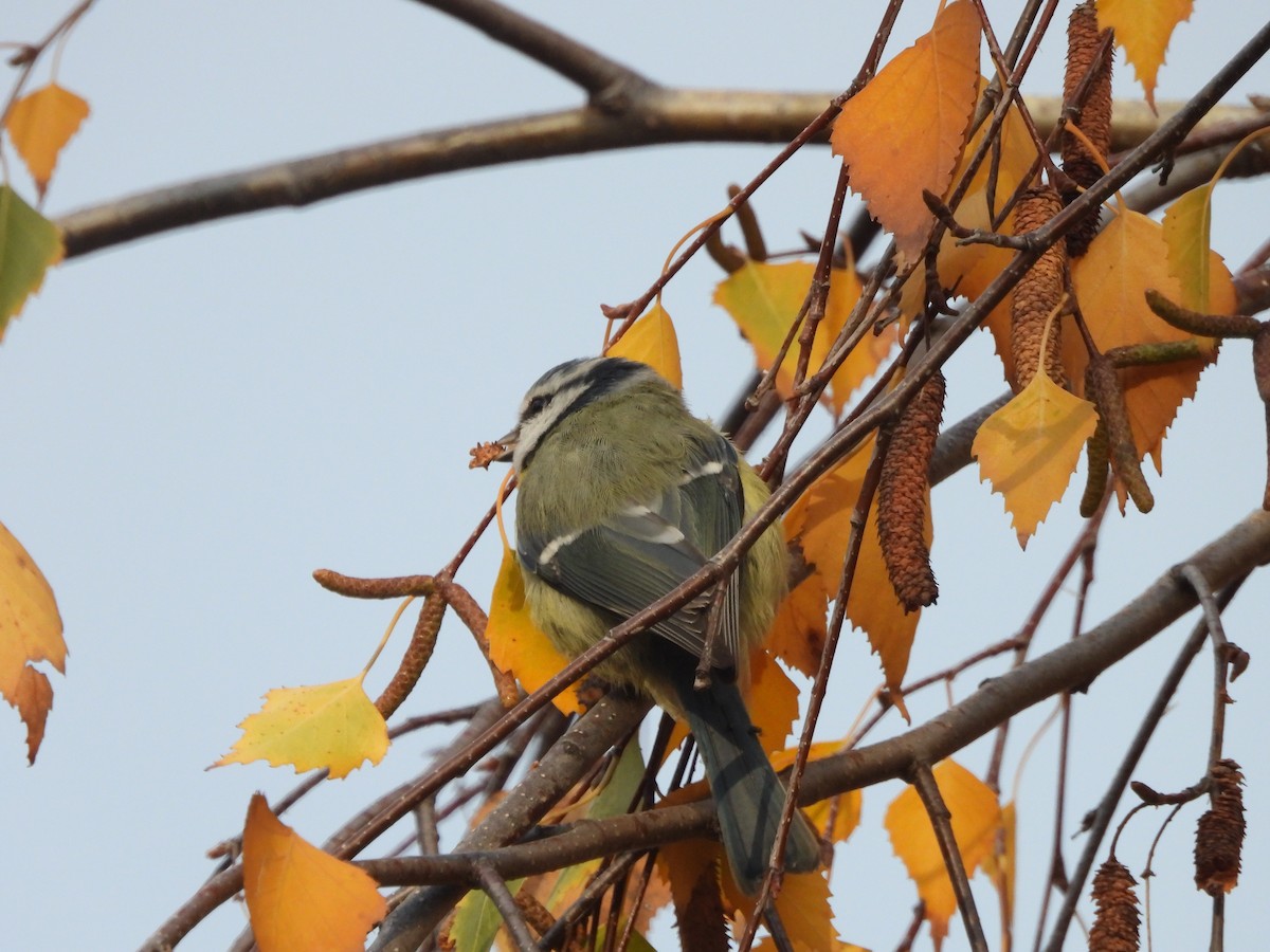 sýkora modřinka - ML645894513