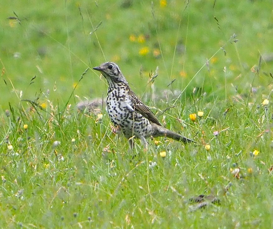 Grive draine - ML645894516