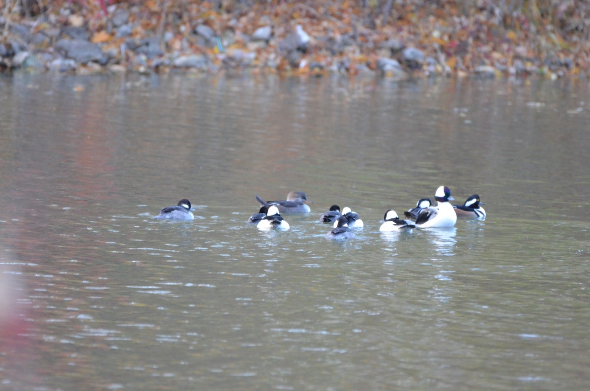 ヒメハジロ - ML645894519