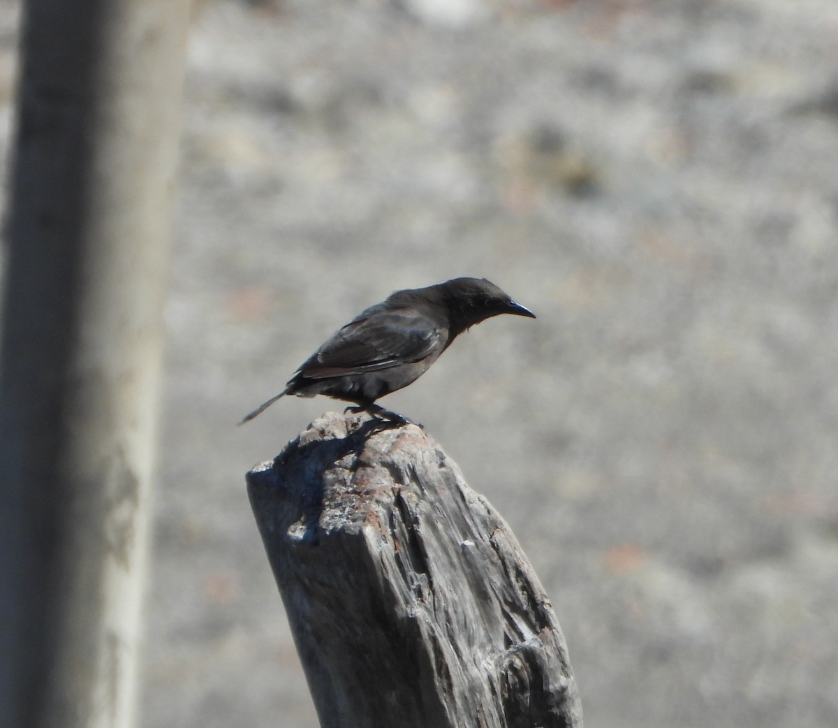 コクロムクドリモドキ - ML645894520