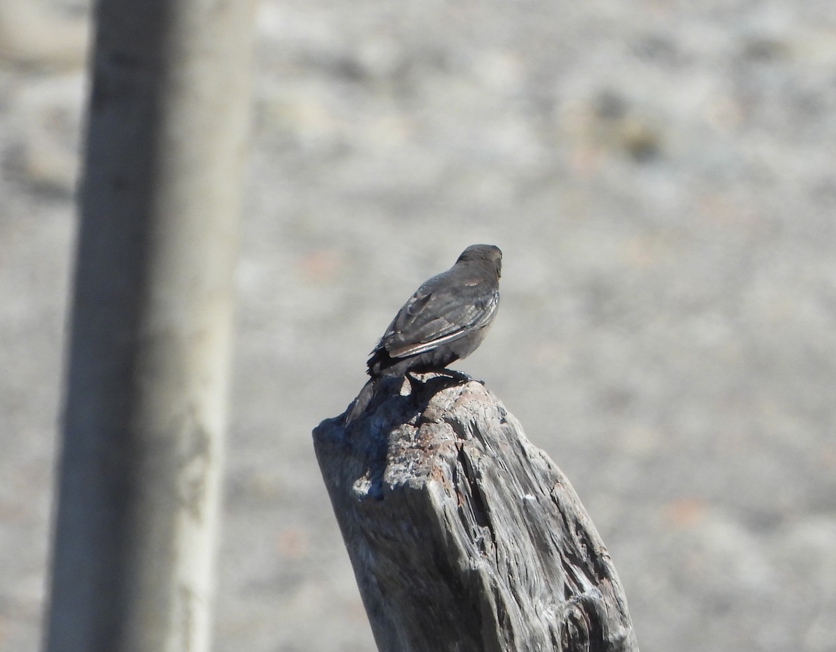 コクロムクドリモドキ - ML645894521