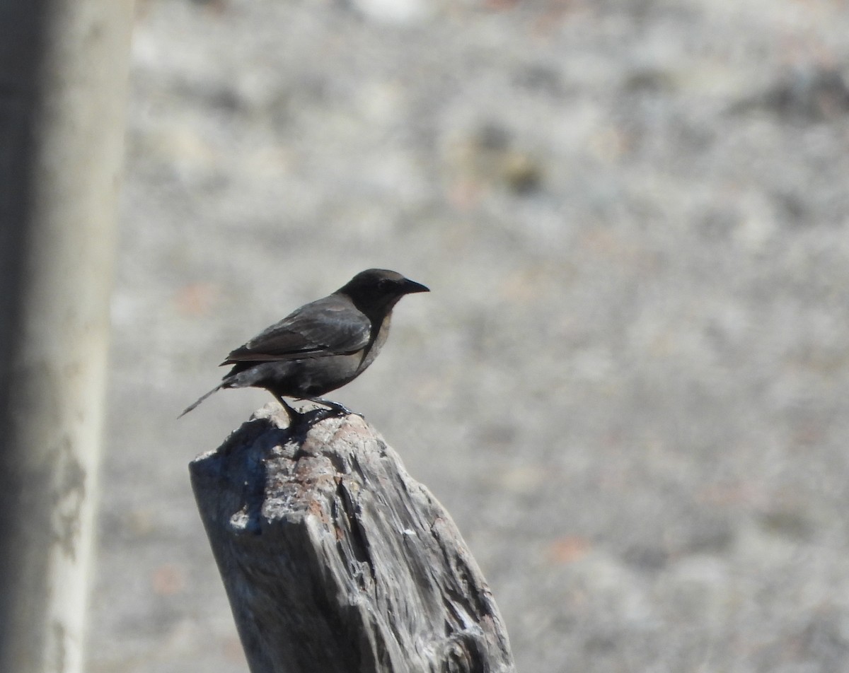 コクロムクドリモドキ - ML645894522