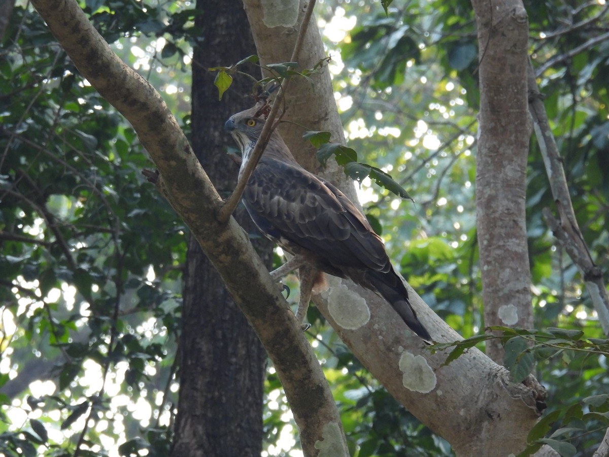 インドクマタカ - ML645894523