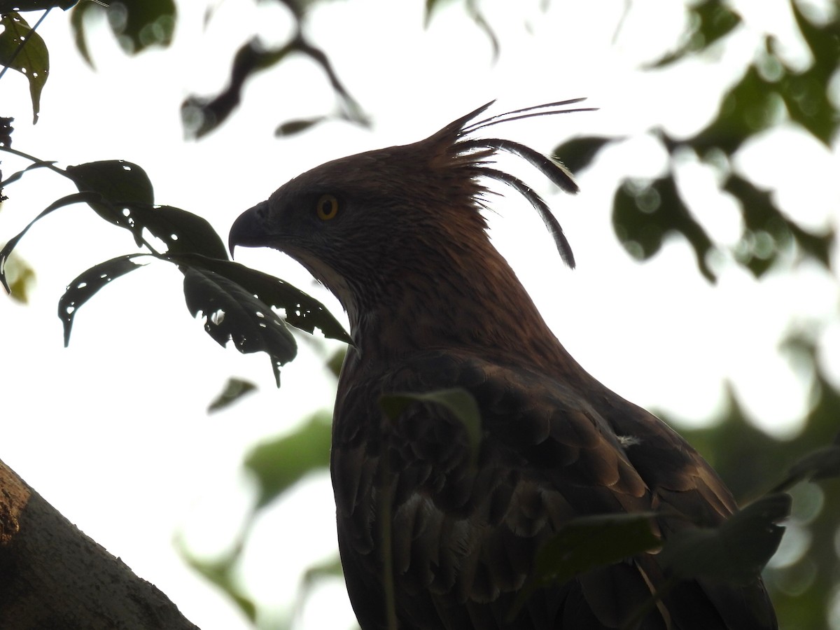 インドクマタカ - ML645894524