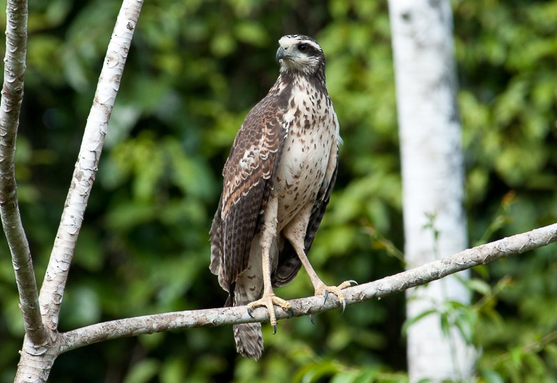 オオクロノスリ - ML645894525