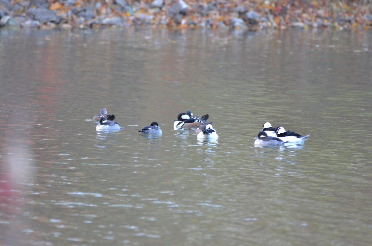 オウギアイサ - ML645894526