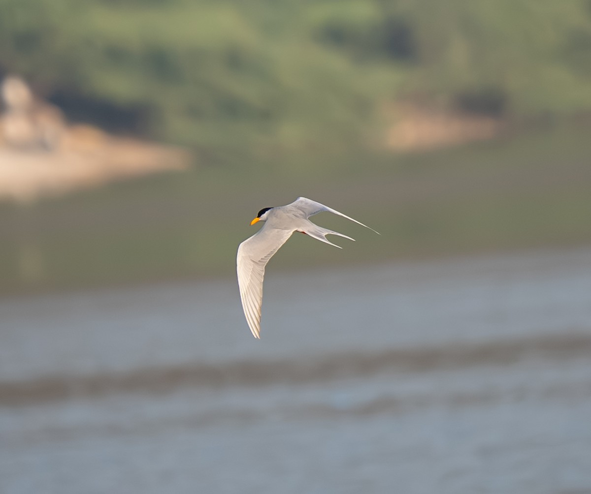 カワアジサシ - ML645894527