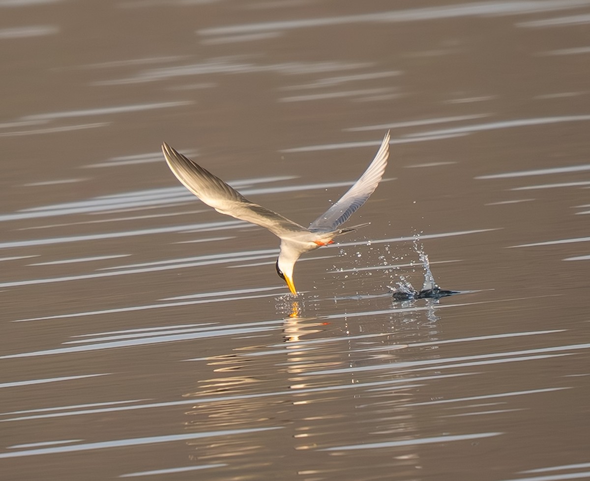 カワアジサシ - ML645894528