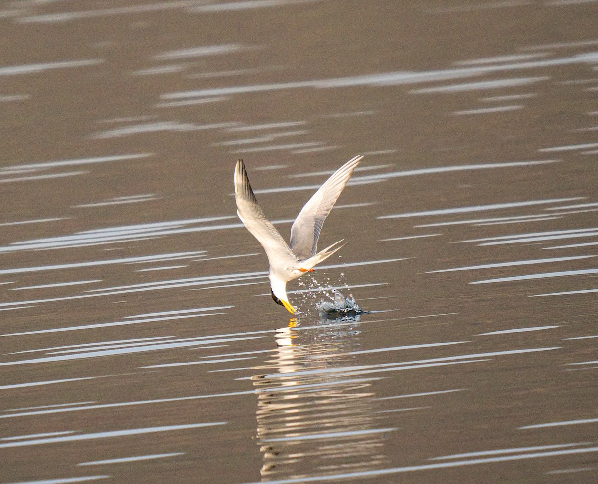 カワアジサシ - ML645894529