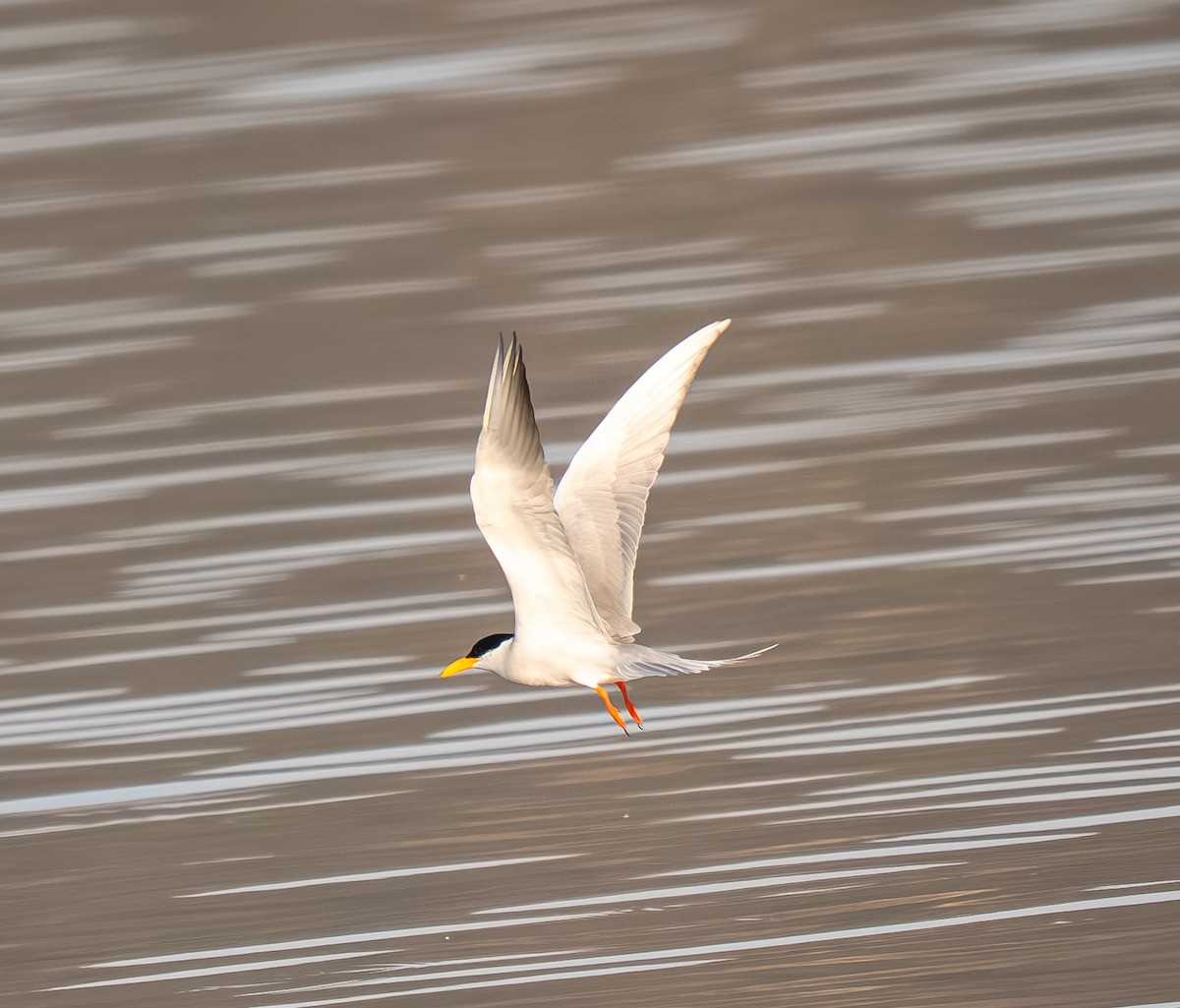 カワアジサシ - ML645894530