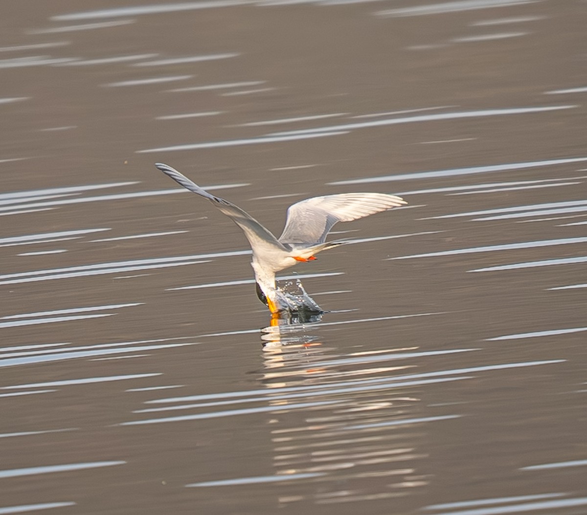 カワアジサシ - ML645894531