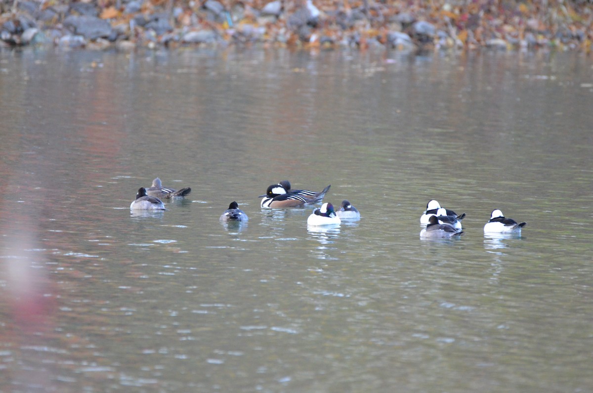 オウギアイサ - ML645894532