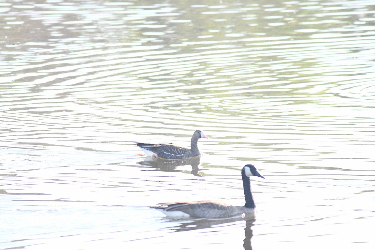 マガン - ML645894533