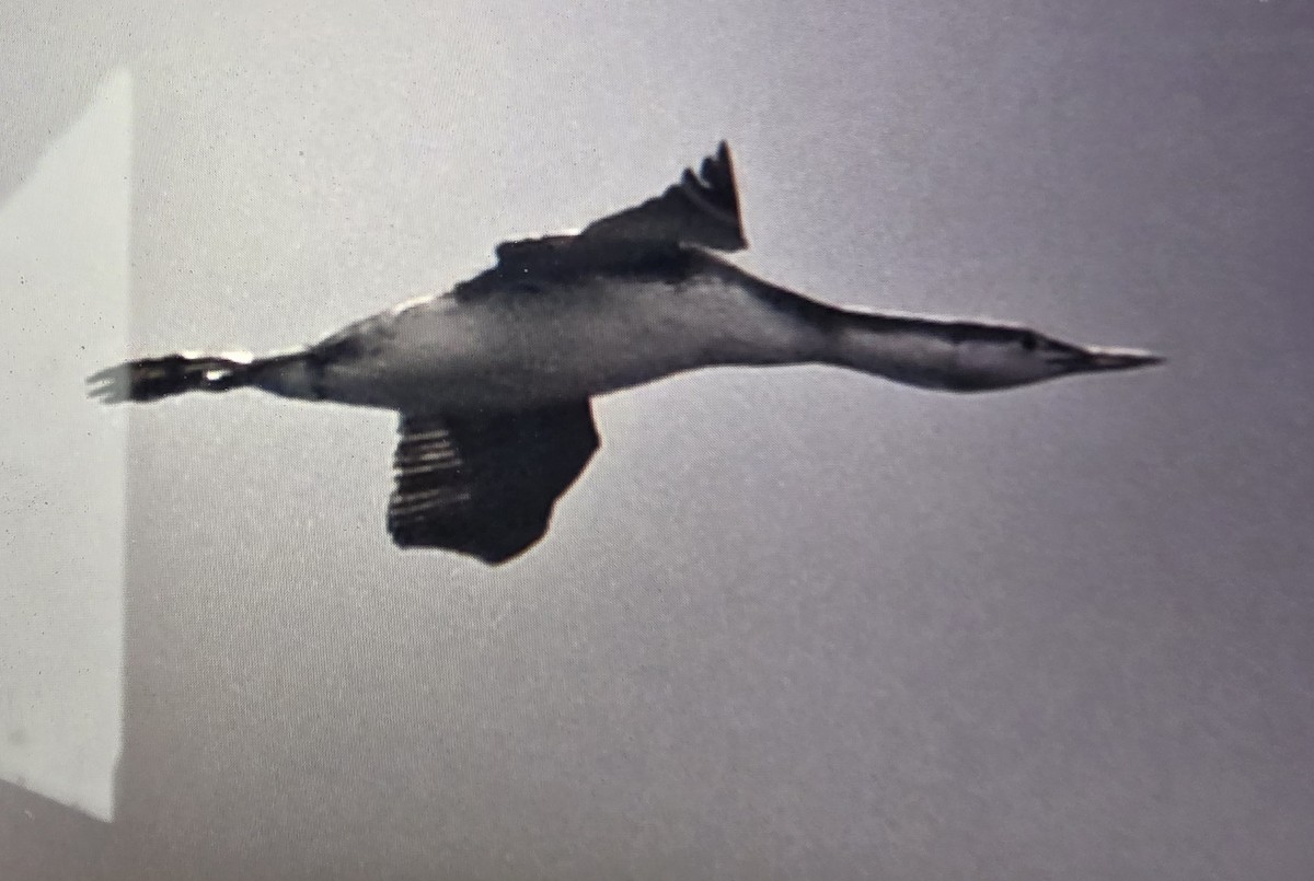 アビ - ML645894535