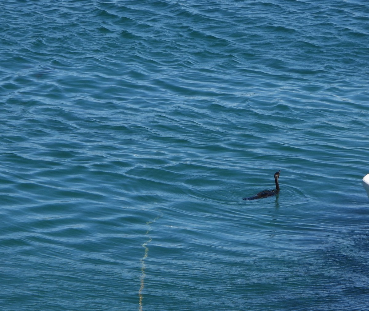 ナンベイヒメウ - ML645894536