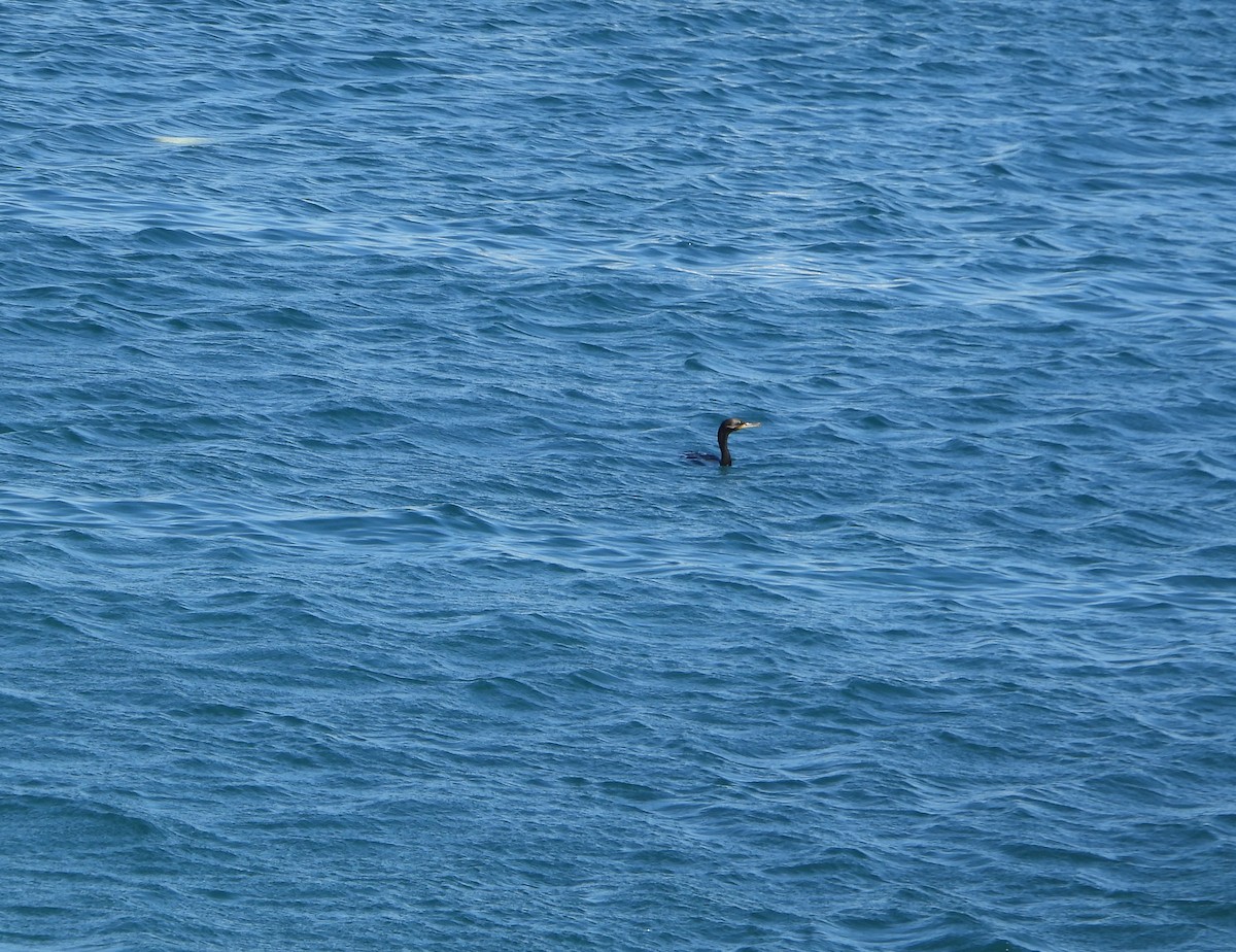 ナンベイヒメウ - ML645894537