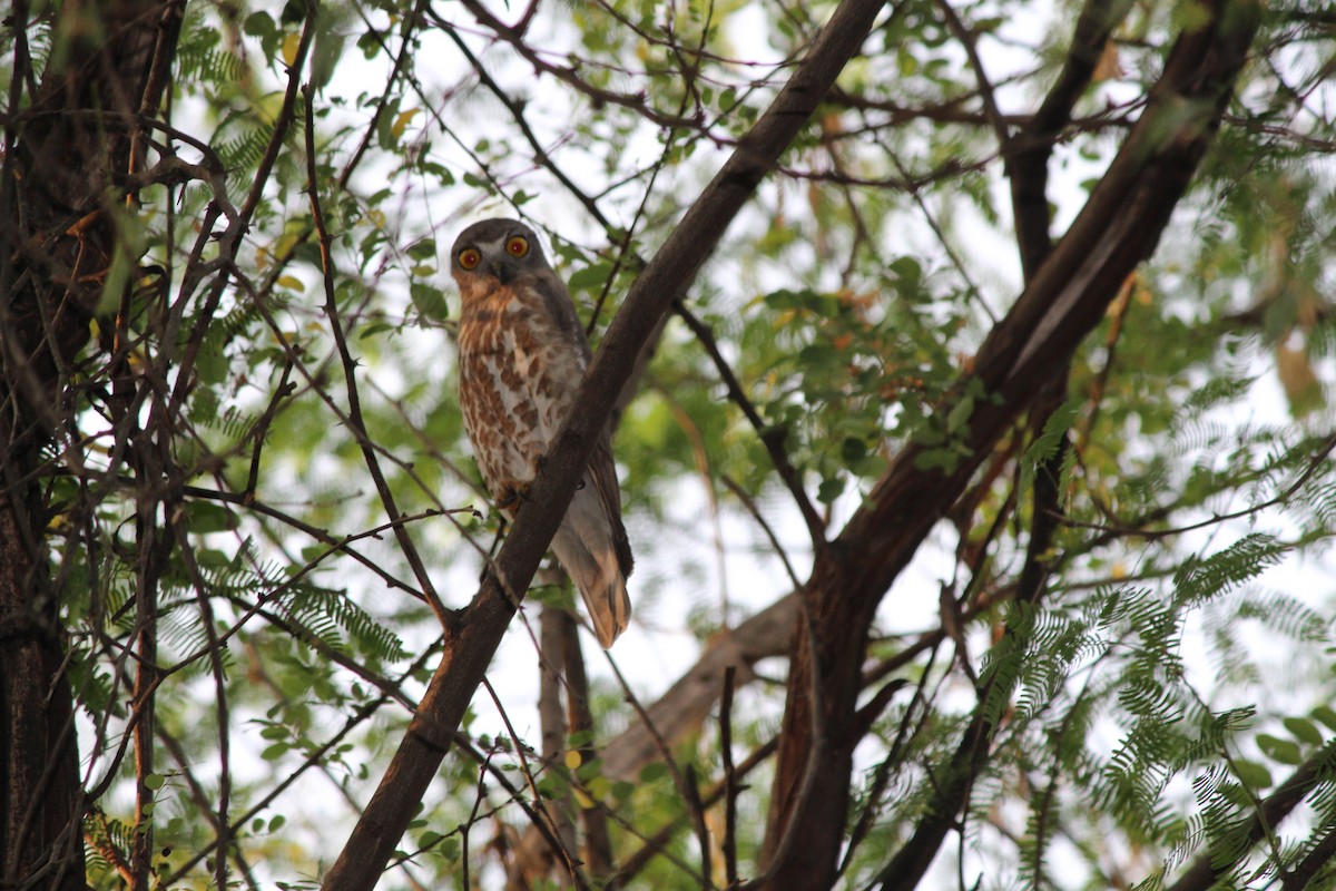 チャイロアオバズク - ML645894538