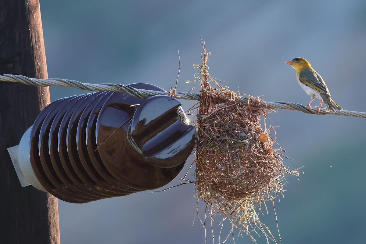 アカガシラモリハタオリ（rubriceps） - ML645894539