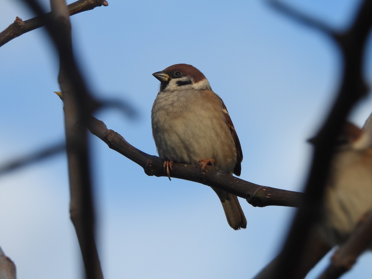 スズメ - ML645894541