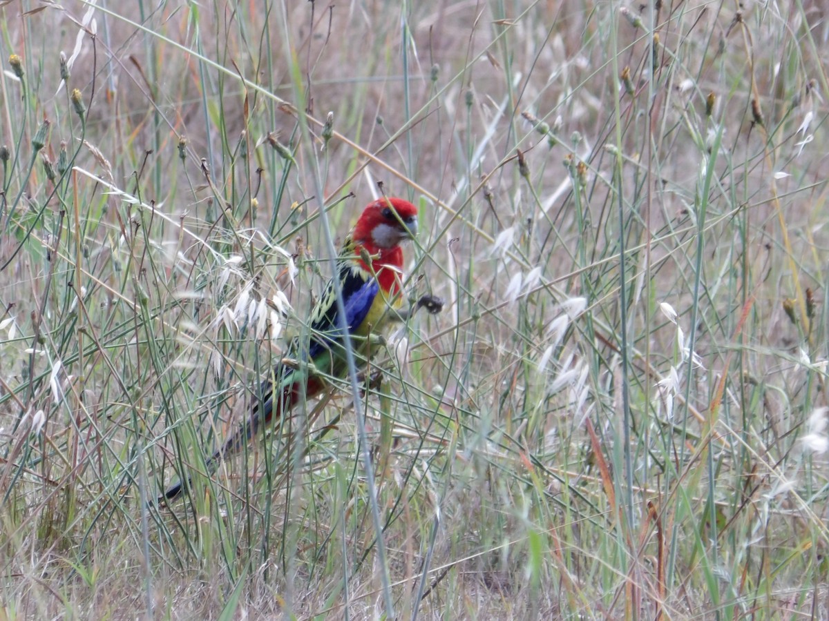 Eastern Rosella - ML645894542