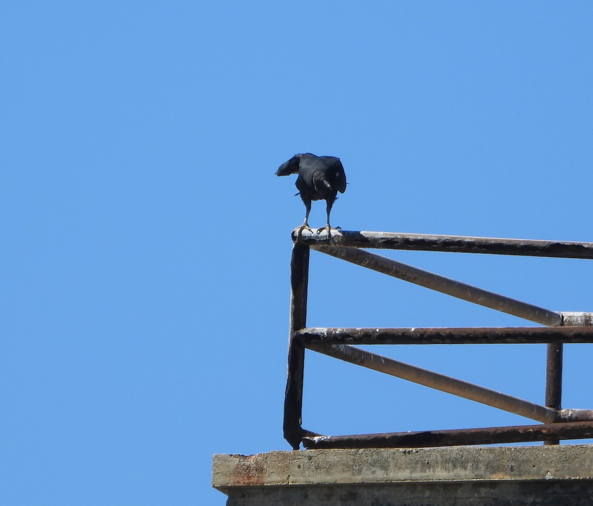 クロコンドル - ML645894545